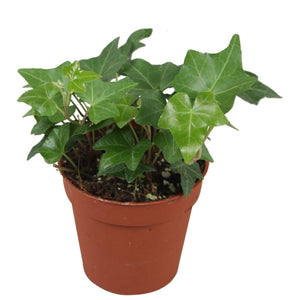 Green English Ivy (Hedera helix) – 9cm Pot