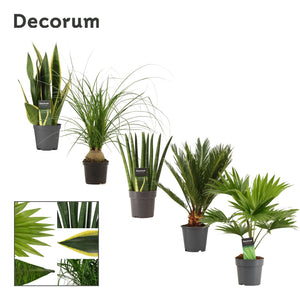 Mixed Green Houseplant – 12cm Pot, Approx. 35cm
