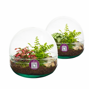Small Terrarium Arrangement – 14cm Glass Pot