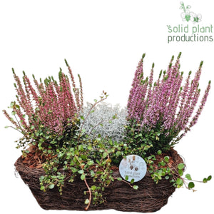Salim Plant Arrangement – 26cm Pot