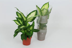 Dieffenbachia Camille – 12cm Pot, 40cm High
