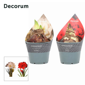 Mixed Double Amaryllis Hippeastrum – 14cm Pot