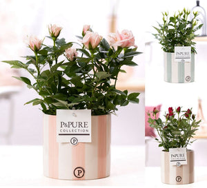 Mixed Rose Plant in Ceramic Pot – 12cm Pot