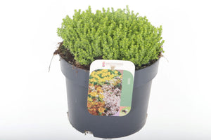 Goldmoss Stonecrop (Sedum acre) – 17cm Pot