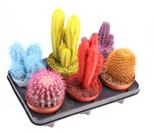 Rainbow Cactus Mix – 12cm Pot, Approx. 20cm High
