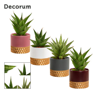 Sansevieria ‘Crown Gem’ Mixed Ceramic – 9cm Pot