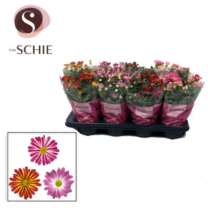 Bicolour Chrysanthemum (Chrysanthemum indicum) – 13cm Pot
