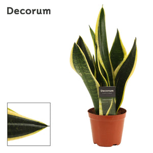 Sansevieria Trifasciata ‘Night Shade’ – 12cm Pot