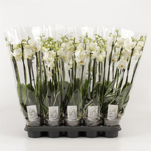 White Phalaenopsis Orchid – 3 Stem, 12cm Pot
