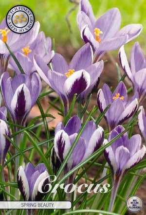 Crocus ‘Spring Beauty’ Flower Bulbs – 20 Pack