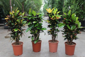 Mixed Codiaeum Houseplant – 27cm Pot, 110cm Tall