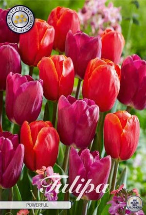 Tulipa ‘Garden Powerful’ Tulip Bulbs – 10 Pack