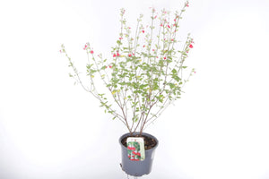Hot Lips Sage (Salvia microphylla) – 17cm Pot