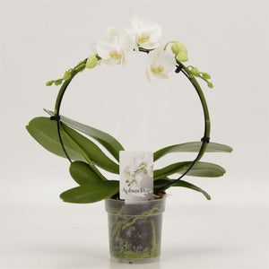 White Phalaenopsis Orchid ‘Goddess’ – 2 Stem, 12cm Pot