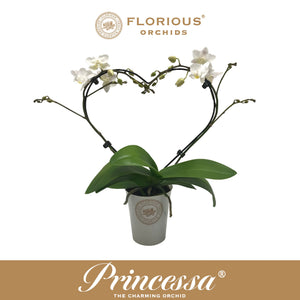 White Phalaenopsis Orchid ‘Princessa’ – 9cm Pot