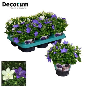 Mixed Campanula Flowering Plant – 11cm Pot
