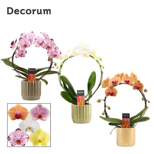 Mixed Phalaenopsis Orchid – 2 Stem, 12cm Ceramic Pot