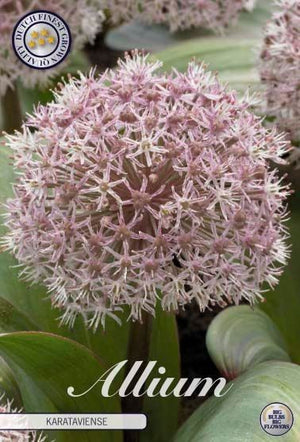 Allium karataviense Ornamental Onion Bulbs – Pack of 5