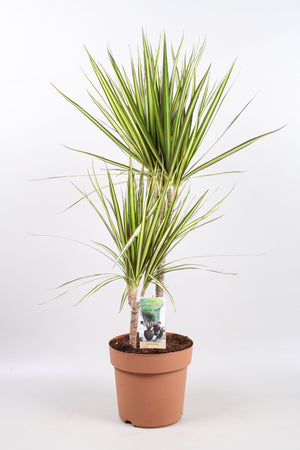 Dracaena Marginata ‘Sunray’ – 21cm Pot, 90cm High