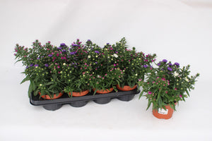 Tricolour Starletta Aster – 13cm Pot