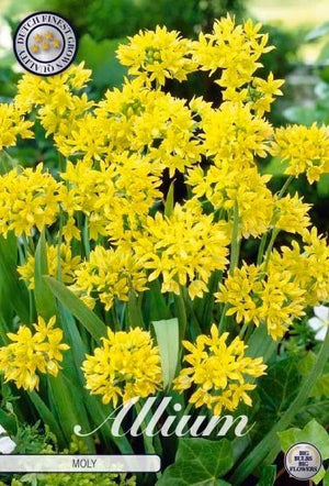 Allium moly Flower Bulbs – Mixed Colour, 20 Bulbs