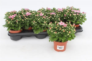 Pink Chrysanthemum – 10.5cm Pot