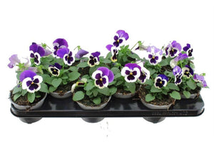 Viola ‘Delta Violet & White’ – 11cm Pot