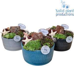 Sempervivum ‘Izabella Navy’ Arrangement – 22cm Ceramic Pot