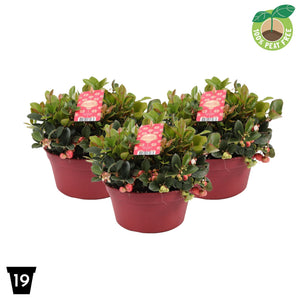 Big Berry Gaultheria – 19cm Pot