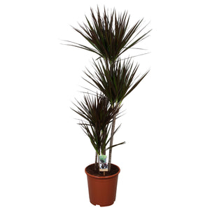 Dragon Tree (Dracaena marginata) – 27cm Pot, 140cm