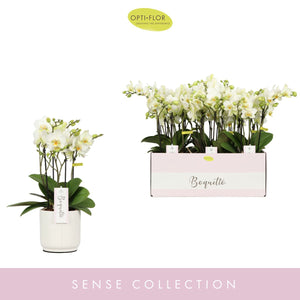 White Phalaenopsis Orchid – 12cm Pot, 45cm Height