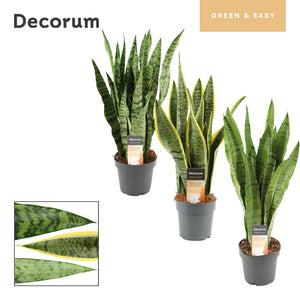 Long-Leaf Snake Plant (Sansevieria trifasciata) – 12cm Pot