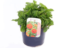 Red Geum ‘Coccineum Tosai’ – 13cm Pot