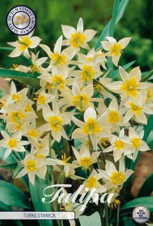 Turkestanica Species Tulip Bulbs (10 Pack)