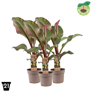 Red Banana Plant (Ensete maurelii) – 21cm Pot
