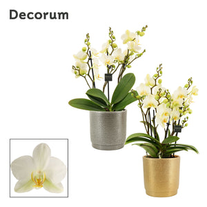 Dazzling Lausanne Phalaenopsis Orchid – 12cm Ceramic Pot