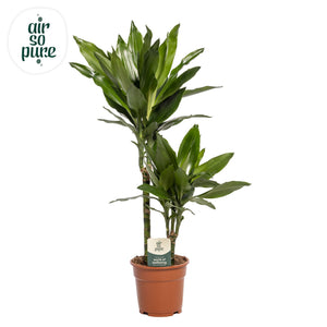 Janet Lind Dragon Tree (Dracaena fragrans) – 17cm Pot