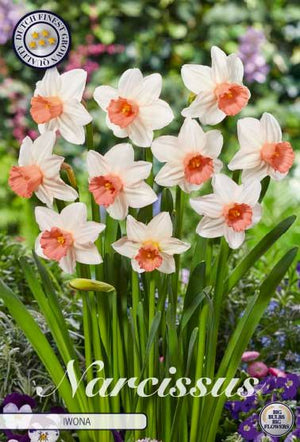 Narcissus ‘Iwona’ Flower Bulbs – Pack of 5