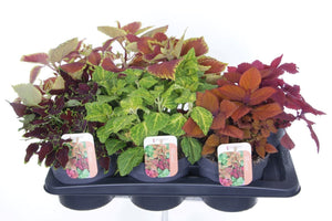 Mixed Coleus ‘Sunfighter’ – 17cm Pot
