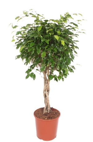 Braided Weeping Fig (Ficus benjamina ‘Exotica’) – 30cm Pot, 140cm High