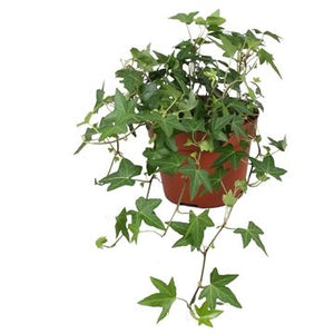 English Ivy (Hedera helix) – 13cm Pot