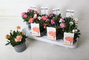 Lewisia ‘Mountain Dreams’ – 13cm Pot
