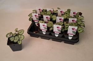 White Cyclamen Coum 'Silverleaf' – 9cm Pot