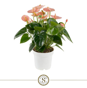 Peach and Pink Anthurium – 14cm Pot