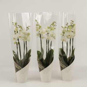 White Phalaenopsis Orchid – 4 Stem, 12cm Pot