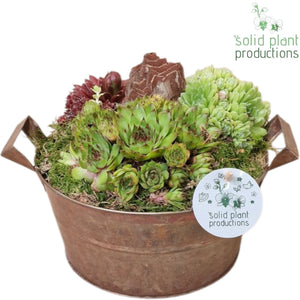 Sempervivum Succulent Arrangement in Zinc Pot – 20cm