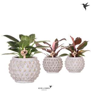 Philodendron Green Houseplant – 9cm Marrakesh Ceramic Pot