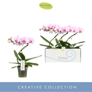 Pink Phalaenopsis Orchid ‘Balletto’ – 12cm Pot
