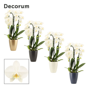 Mixed Phalaenopsis Orchid – 1 Stem, 12cm Ceramic Pot
