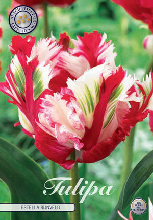 Parrot Tulip ‘Estella Rijnveld’ Flower Bulbs – 7 Bulbs